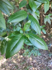 Backhousia subargentea