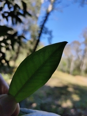 Backhousia subargentea