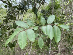 Zanthoxylum flavum