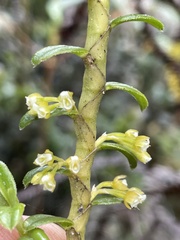 Fernandezia crystallina