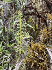 Fernandezia crystallina