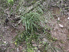 Zamia portoricensis