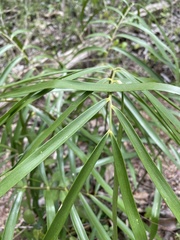 Zamia portoricensis