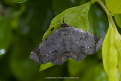 Mecodina albodentata