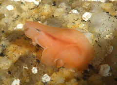 Eurylepta aurantiaca