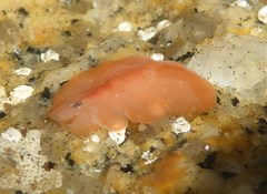 Eurylepta aurantiaca