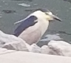 Nycticorax nycticorax