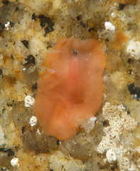 Eurylepta aurantiaca