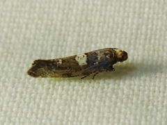 Acrolepiopsis assectella