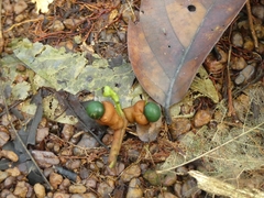Rhabdodendron amazonicum