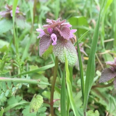 Lamium purpureum purpureum