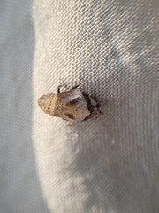 Lepyronia coleoptrata