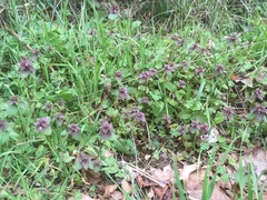 Lamium purpureum purpureum