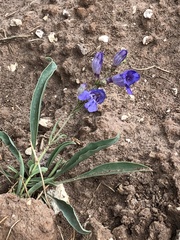 Penstemon leiophyllus