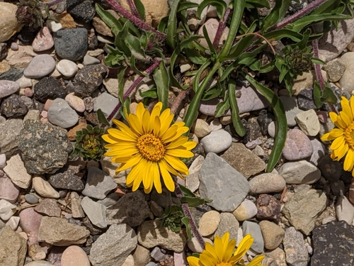 tranquil goldenweed (Pyrrocoma clementis)
