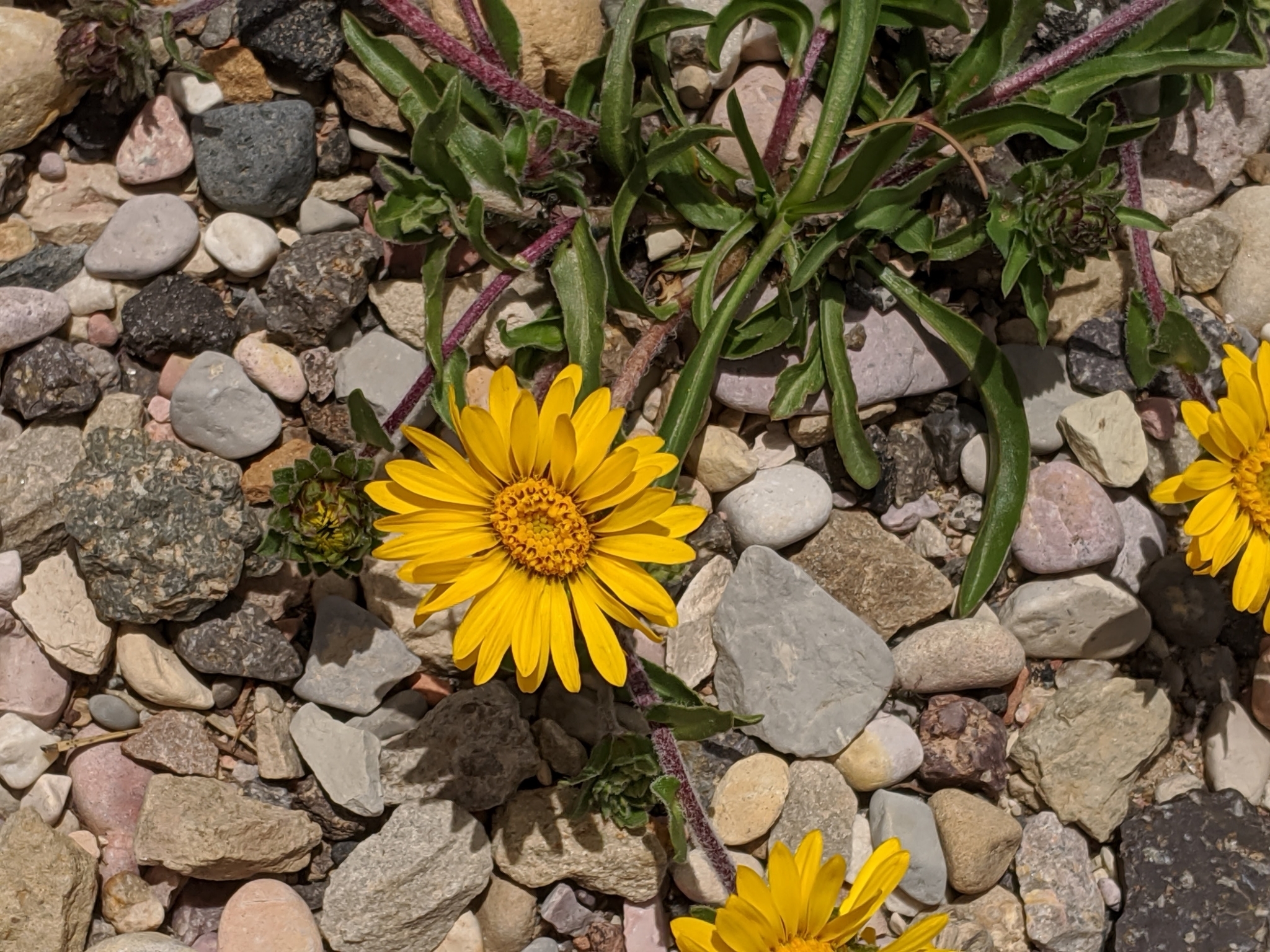 Pyrrocoma clementis