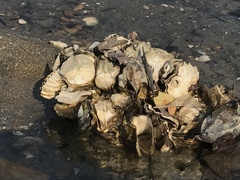 Saccostrea cuccullata