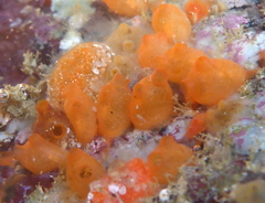 Metandrocarpa taylori