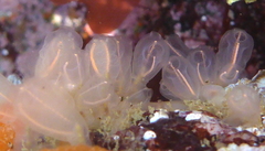 Clavelina huntsmani