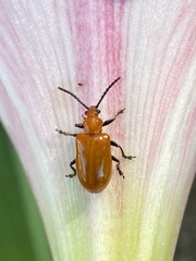 Lilioceris nigripes