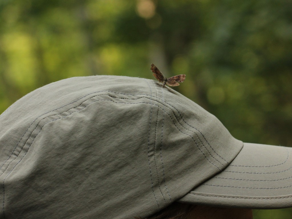 Northern Metalmark