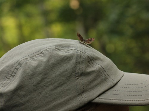 Northern Metalmark
