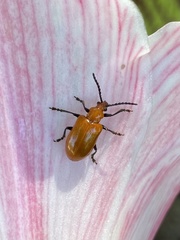Lilioceris nigripes