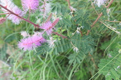 Mimosa dysocarpa