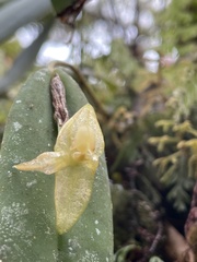 Pleurothallis variabilis