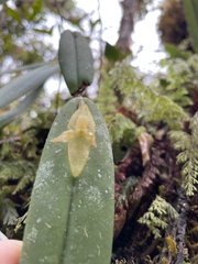 Pleurothallis variabilis
