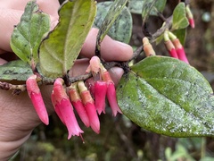 Macleania