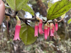 Macleania