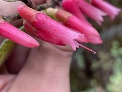 Macleania