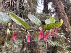 Macleania