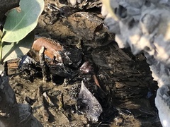 Periophthalmus modestus