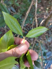 Backhousia subargentea