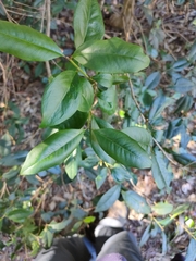 Backhousia subargentea