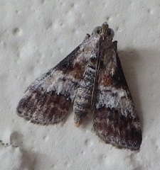 Phidotricha erigens