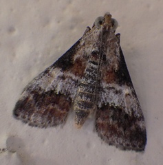 Phidotricha erigens