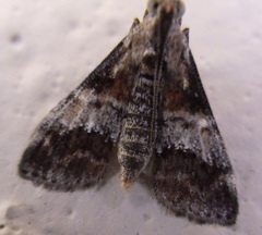 Phidotricha erigens