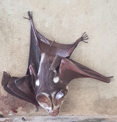 Hipposideros diadema