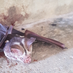 Hipposideros diadema