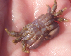 Paraxanthias taylori