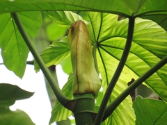 Cecropia membranacea