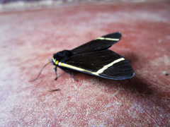 Myserla transversa