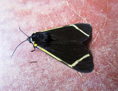 Myserla transversa