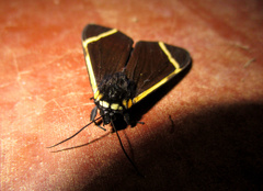 Myserla transversa