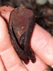 Wynnea americana