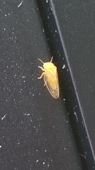 Rhinocola aceris