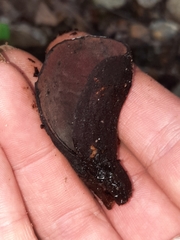 Wynnea americana